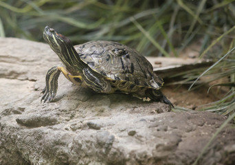 Red-Eared Pond Slider (Trachemys scripta elegans)