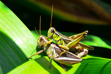 Grasshoppers mating