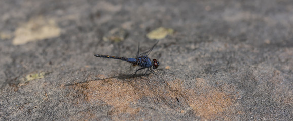 Blue dragonfly on stone in Cambodia