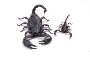 Scorpions on a white background