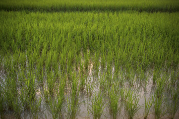 View of young rice field with water
