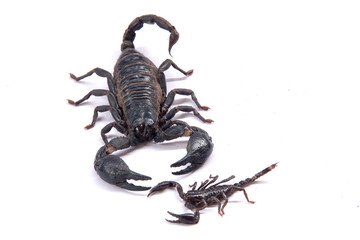 Scorpions on a white background
