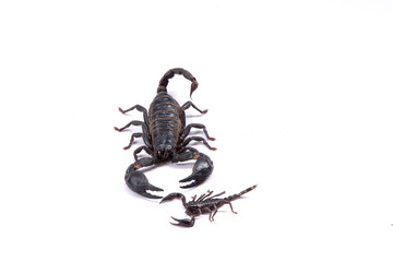 Scorpions on a white background