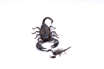 Scorpions on a white background