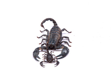 Scorpions on a white background