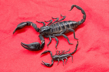 scorpion on  background