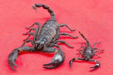scorpion on  background