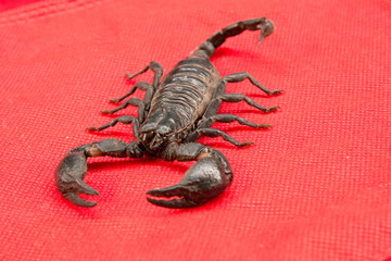 scorpion on  background