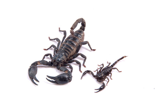 Scorpions on a white background
