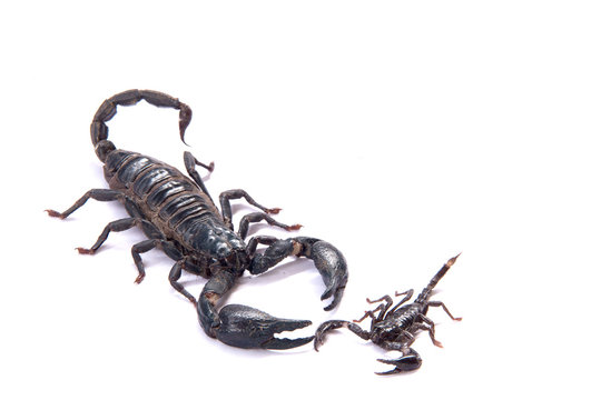 Scorpions on a white background