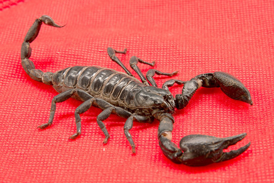 scorpion on  background