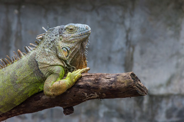 Young Iguana holding a branch