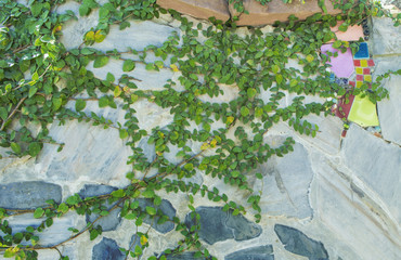 Vine Branch, Vine leaves on wall background.Green creeper on cement wall