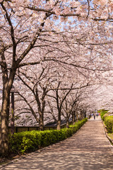 Naklejka premium 桜