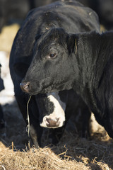 Black Angus Beef Steer