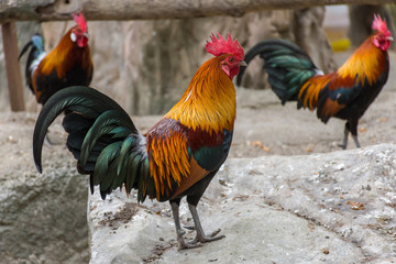 Colorful rooster