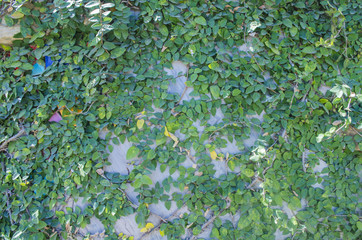 Vine Branch, Vine leaves on wall background.Green creeper on cement wall