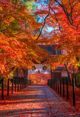 Zelfklevend Fotobehang 京都　光明寺の紅葉 © Route16
