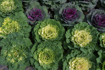 Purple and green Ornamental Cabbage plants in flower pot at D,Chiangmai,Thailand