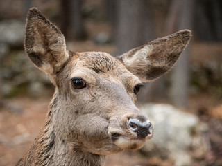 Portrait of female deer (Cervus elaphus)