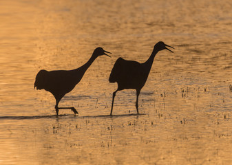 Squawking Cranes - Two sandhill cranes in silhouette against the setting sun light squawk their...