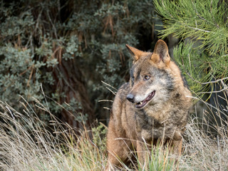 Male of iberian wolf (Canis lupus signatus) - 134415166