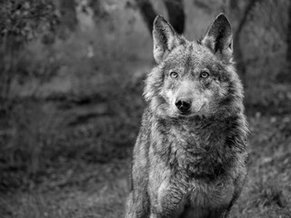 Female of iberian wolf (Canis lupus signatus) - 134415171