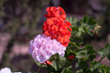 Nature morning flower 