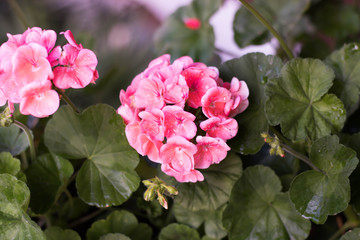 Nature morning flower 