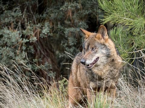 Fototapeta Male of iberian wolf (Canis lupus signatus)