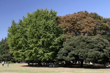 公園の木々
