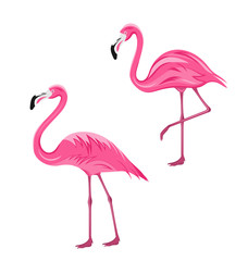 Naklejka premium Couple Pink Flamingos Isolated on White Background