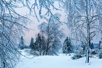 Fototapeta na wymiar winter landscape in the High Vens, Belgium