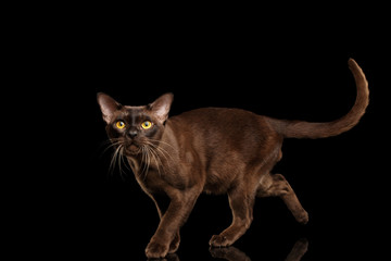Brown burmese cat running and Looking up, walking on isolated black background, side view