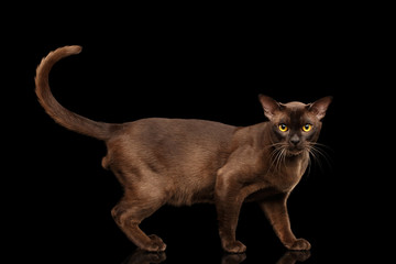 Brown burmese cat standing and Looking in camera, chocolate shining fur on isolated black background, side view