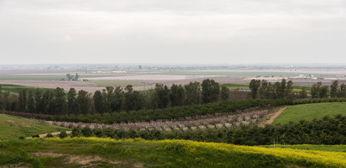 San Joaquin Valley in early spring