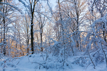 snowy forest with evening sunlight