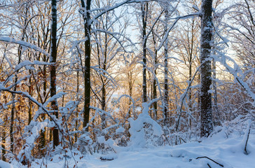snowy forest with evening sunlight