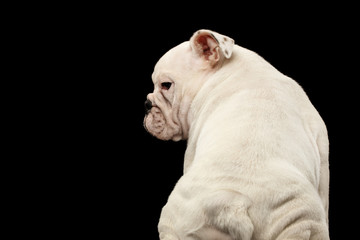 White puppy british bulldog breed, sitting and looking at side on isolated black background, back view