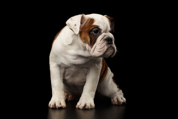 Puppy british bulldog breed, white and red color, sitting and looking at side on isolated black background, front view