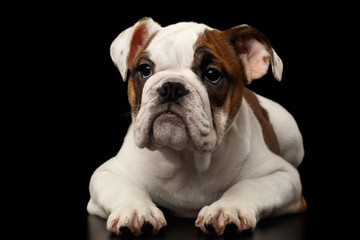 Cute puppy british bulldog breed, white and red color, lying and waiting on isolated black background, front view