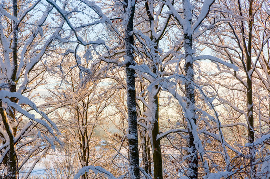 snowy forest with evening sunlight