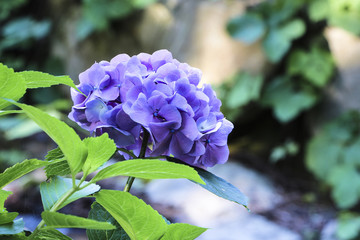 Hydrangea  of Morning Calm