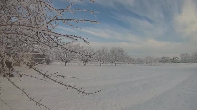 Winter day. Tree with frozen branches and field in snow covered.