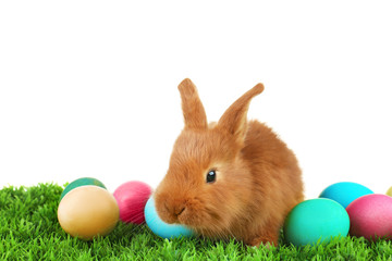 Cute funny rabbit and colorful eggs on green grass against white background