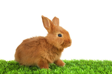 Cute funny rabbit on green grass against white background