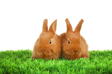 Cute funny rabbits on green grass against white background