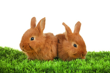 Cute funny rabbits on green grass against white background