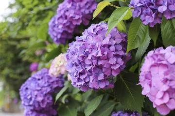 Hydrangeas in the morning