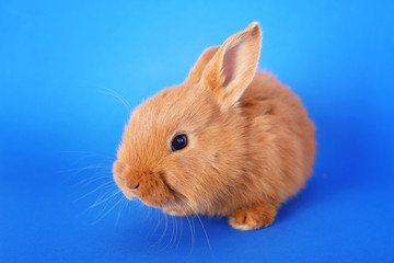 Cute funny rabbit on color background